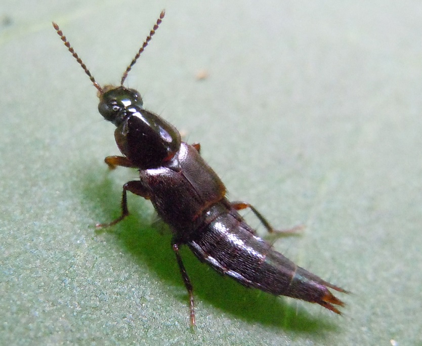 Staphylinidae: Quedius sp.